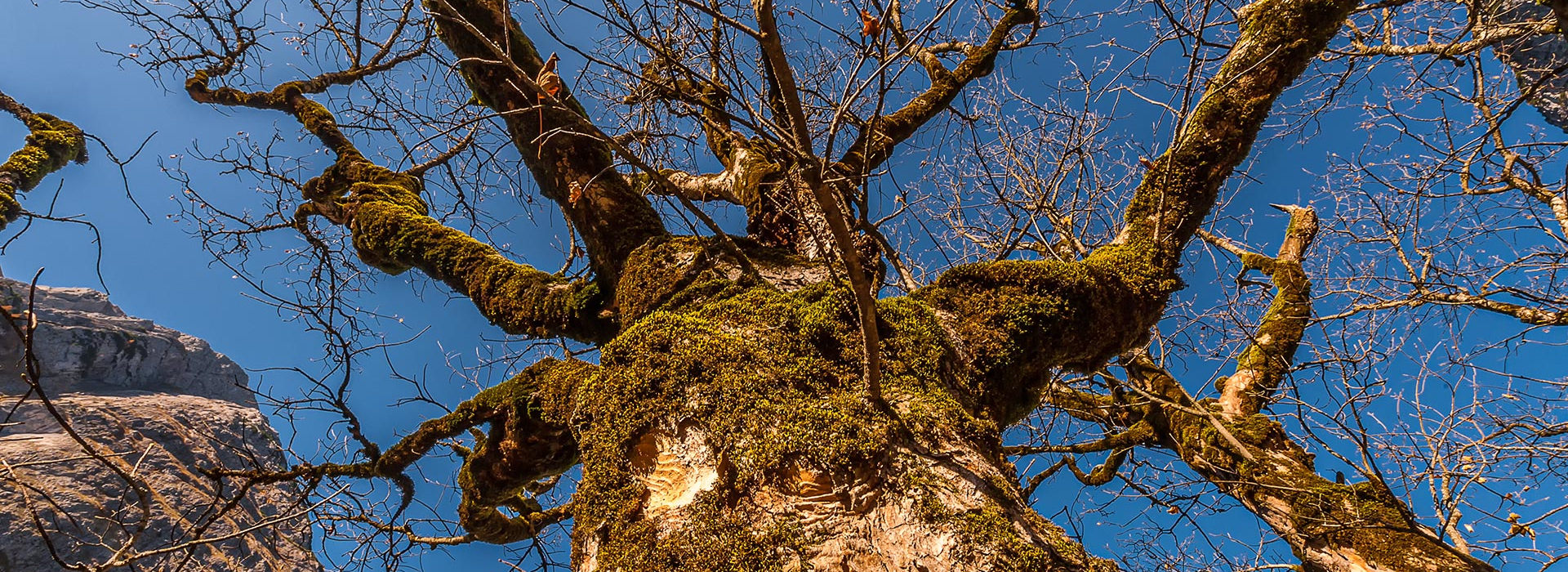 Knorriger Baum, Waldbaden